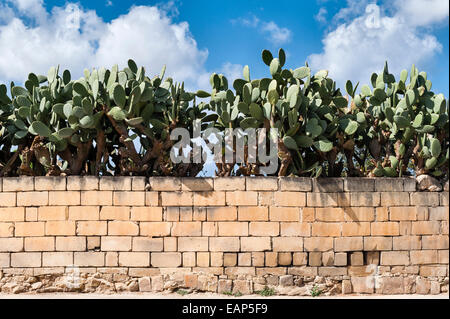 Malte. Cactus de poire de Barbarie poussant sur un vieux mur fait de blocs de grès Banque D'Images