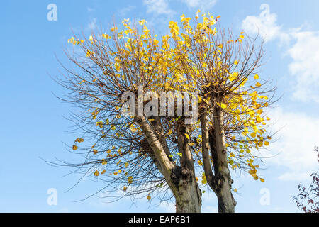 Sur une nouvelle croissance des arbres étêtés, Lancashire, England, UK Banque D'Images