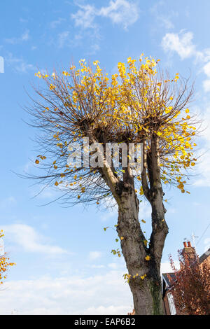 Sur une nouvelle croissance des arbres étêtés, Lancashire, England, UK Banque D'Images