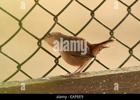 Wren peeking through une clôture Banque D'Images