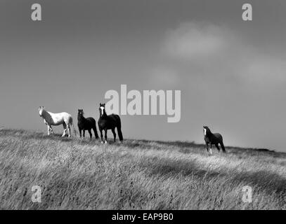 Petit groupe de poneys sauvages gallois sur la chaîne d'Elenydd dans la vallée d'Elan des montagnes Cambriennes du pays de Galles, en noir et blanc Banque D'Images