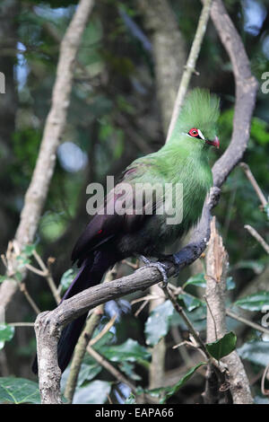 Guinée (Tauraco persa Touraco) assis dans un buisson. Banque D'Images