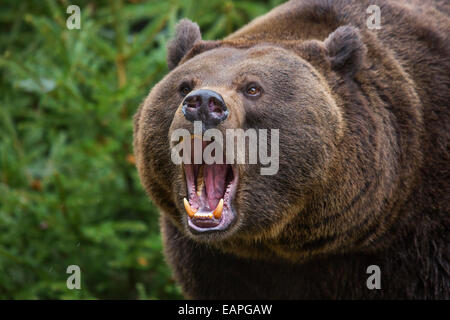 Close up d'agressif ours brun (Ursus arctos arctos) forêt de pins en grognant. Banque D'Images