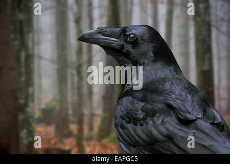 Close up of common raven / grand corbeau (Corvus corax) dans la forêt d'automne Banque D'Images