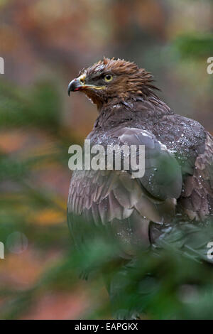 L'aigle pomarin (Aquila pomarina / pomarina clanga) perché dans l'arbre, originaire d'Europe centrale et orientale Banque D'Images