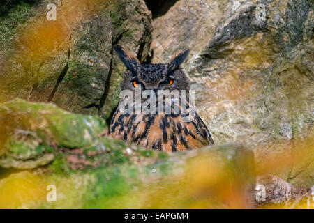 Grand-duc (Bubo bubo) assis dans rock face Banque D'Images