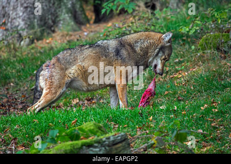 Le loup gris d'Europe (Canis lupus) manger de la viande dans la forêt Banque D'Images