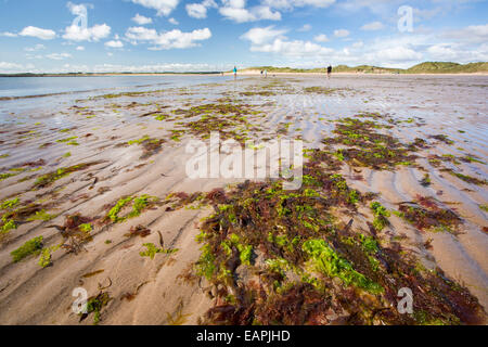 Les algues et les ondulations du sable sur la plage de Beadnell, Northumberland, Angleterre. Banque D'Images