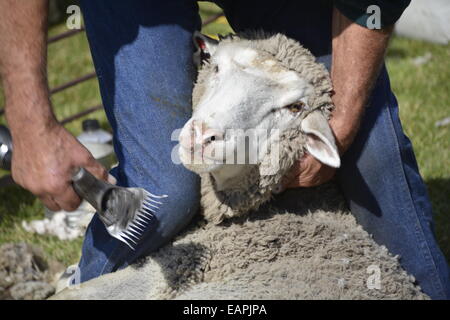 Tonte des moutons. Banque D'Images