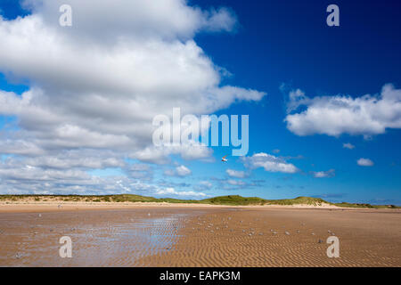 Sternes sur la plage par une colonie de Sternes arctiques et peu près de Newton, Bas Norhumberland, UK. Banque D'Images