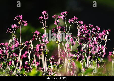 Vue d'un bouquet de fleurs rouges campion UK Banque D'Images