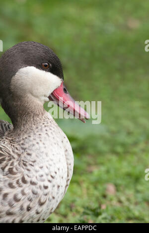 Canard pilet à bec rouge (Anas erythrorhyncha). Affichage des rots. Banque D'Images