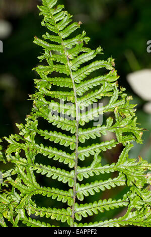 Frondes à crête d'une variante d'une variété de fougère indigène au Royaume-Uni, Dryopteris affinis 'cristata The King' Banque D'Images