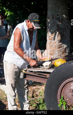 Un agriculteur de coco broyage à l'arrière d'un wagon de rafraîchissements pour les visiteurs d'un milieu rural agricole cubaine. Banque D'Images