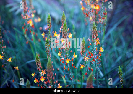 Bulbine frutescens plante Banque D'Images