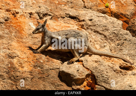 Black-footed Rock Wallaby, Petrogale lateralis Meyers Manx dans Gorge Creek Banque D'Images