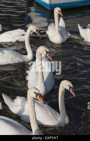 Le Cygne tuberculé (Cygnus olor). Aucune - Les oiseaux nicheurs en attente de distribution alimentaire de visiteurs humains de Norfolk Broads. L'Angleterre. Banque D'Images