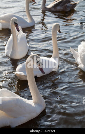 Le Cygne tuberculé (Cygnus olor). Aucune - Les oiseaux nicheurs en attente de distribution alimentaire de visiteurs humains de Norfolk Broads. L'Angleterre. Banque D'Images