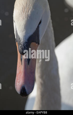 Mute Swan (Cygnus olor). Portrait. La tête. Le projet de loi montrant ou bouton caroncule, vernis à ongles ou de l'ONÉ. Banque D'Images