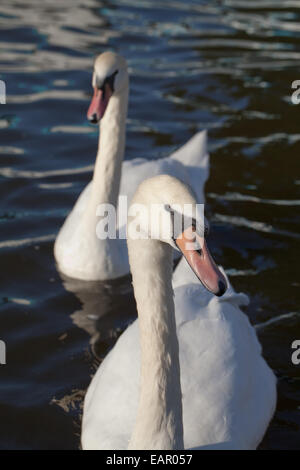 Le Cygne tuberculé (Cygnus olor). Aucune - Les oiseaux nicheurs en attente de distribution alimentaire de visiteurs humains de Norfolk Broads. L'Angleterre. Banque D'Images