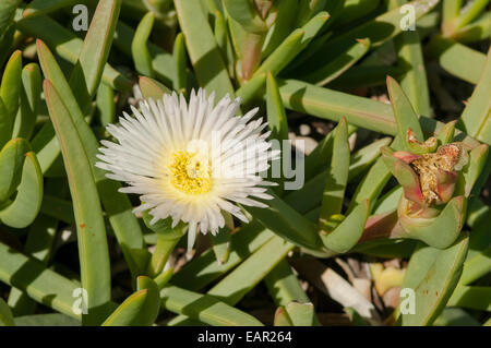 Carpobrotus rossii, blanc tété à Nanga Bay, WA, Australie Banque D'Images