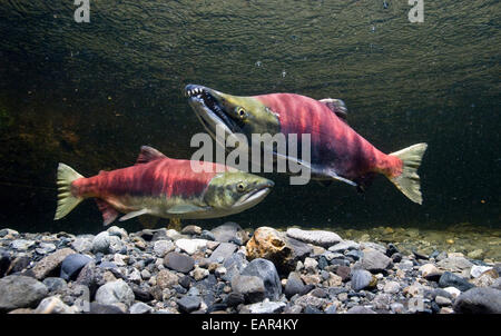 Vue sous-marine du saumon rouge dans les frayères dans le ruisseau d'alimentation, près de Cordova, Southcentral Alaska Banque D'Images