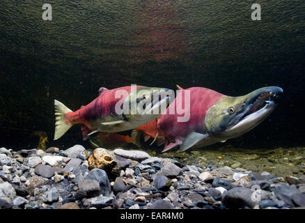 Vue sous-marine du saumon rouge dans les frayères dans le ruisseau d'alimentation, près de Cordova, Southcentral Alaska Banque D'Images