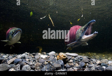 Vue sous-marine du saumon rouge dans les frayères dans le ruisseau d'alimentation, près de Cordova, Southcentral Alaska Banque D'Images