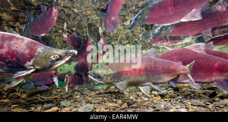 Vue sous-marine du saumon rouge dans les frayères dans le ruisseau d'alimentation, près de Cordova, Southcentral Alaska Banque D'Images