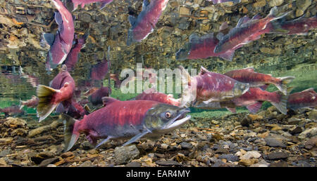 Vue sous-marine du saumon rouge dans les frayères dans le ruisseau d'alimentation, près de Cordova, Southcentral Alaska Banque D'Images