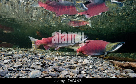 Vue sous-marine du saumon rouge dans les frayères dans le ruisseau d'alimentation, près de Cordova, Southcentral Alaska Banque D'Images