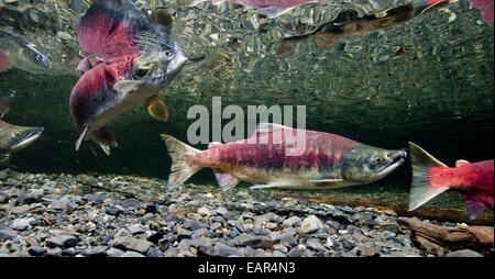 Vue sous-marine du saumon rouge dans les frayères dans le ruisseau d'alimentation, près de Cordova, Southcentral Alaska Banque D'Images