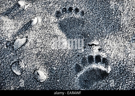 Traces d'ours brun d'Alaska sur une plage couverte de givre, Close up. Banque D'Images