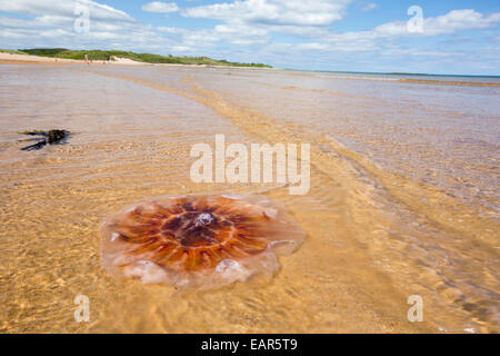 Les méduses échouées sur la plage de Beadnell à Northumberland, Royaume-Uni. Banque D'Images