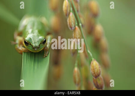 La grenouille et l'oreilles de riz Banque D'Images