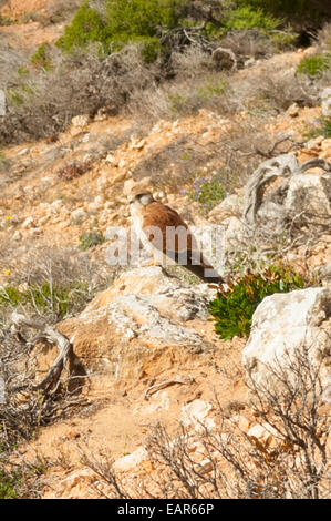 Faucon brun juvénile, Falco berigora à Red Bluff, Kalbarri NP, WA, Australie Banque D'Images