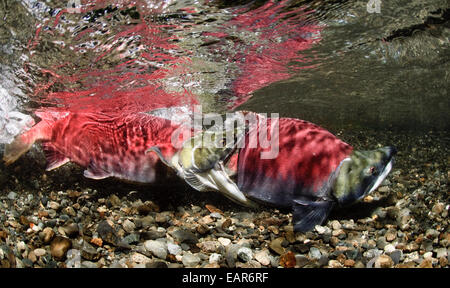 Alaska,Copper River Delta,le saumon Banque D'Images