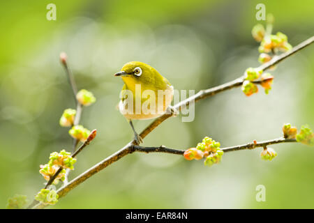 Spicebush japonais Banque D'Images