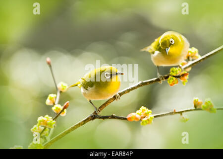 Spicebush japonais Banque D'Images