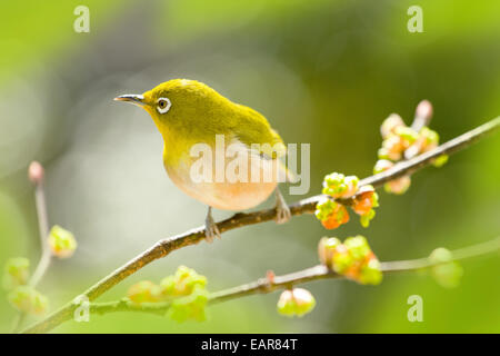 Spicebush japonais Banque D'Images