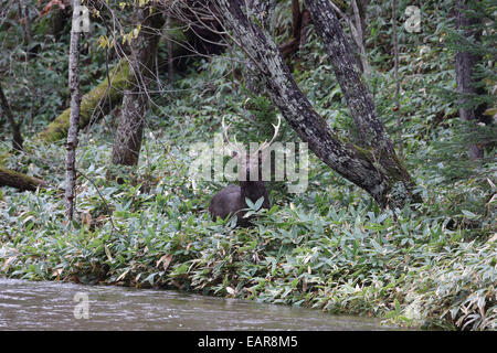 Hokkaido Sika Deer Banque D'Images