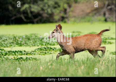 Sambar Sambar ou Deer (Cervus unicolor), jeune animal, parc national de Keoladeo, Bharatpur, Rajasthan, Inde Banque D'Images