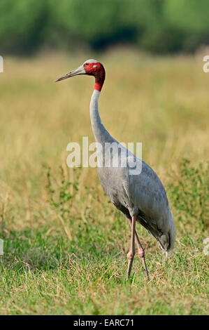 Sarus Crane (Grus antigone), Parc national de Keoladeo, Bharatpur, Rajasthan, Inde Banque D'Images