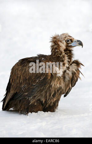 Cinereous Vulture (Platycnemis monachus) avec les proies dans la neige, en captivité, les Pays-Bas Banque D'Images