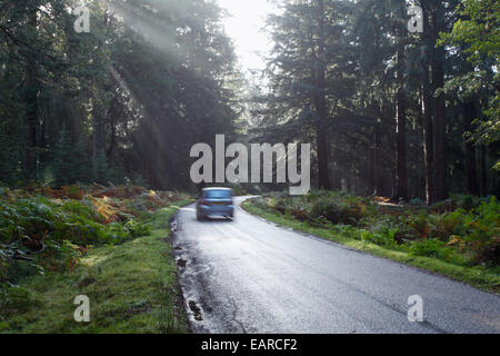 Rhinefield Ornamental Drive. Parc National de New Forest. Le Hampshire. L'Angleterre. UK. Banque D'Images