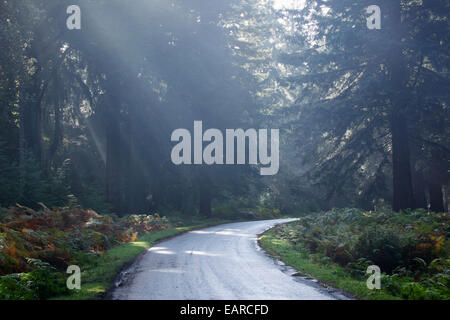 Rhinefield Ornamental Drive. Parc National de New Forest. Le Hampshire. L'Angleterre. UK. Banque D'Images