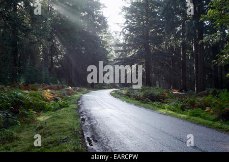 Rhinefield Ornamental Drive. Parc National de New Forest. Le Hampshire. L'Angleterre. UK. Banque D'Images