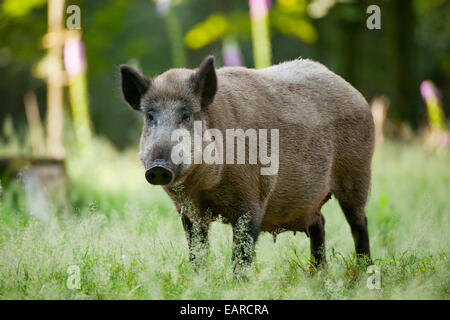 Le sanglier (Sus scrofa), semer dans son manteau d'été, debout, captive, Saxe, Allemagne Banque D'Images