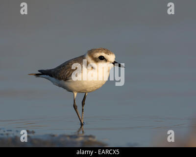 Ou Gravelot Snowy Plover (Charadrius alexandrinus), Lesbos, au nord de la mer Égée, Grèce Banque D'Images