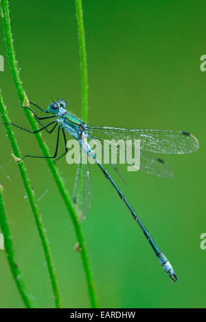 Demoiselle d'émeraude ou Spreadwing commun (Lestes sponsa), Hesse, Allemagne Banque D'Images